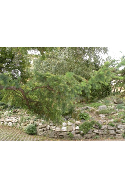 Модрина японська Діана в ландшафті